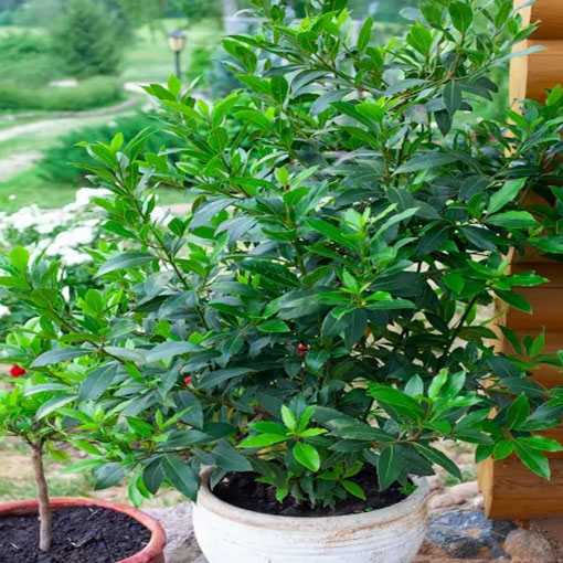 Wawrzyn szlachetny, Laurus nobilis