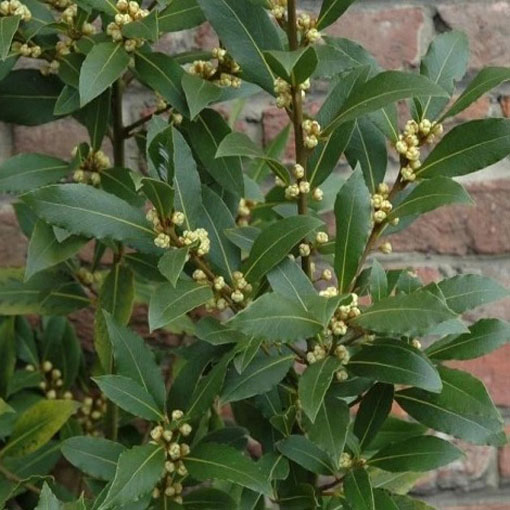 Wawrzyn szlachetny, Laurus nobilis