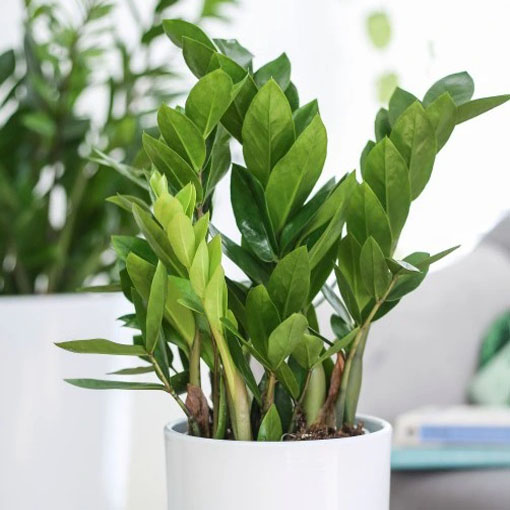 Zamia, Zamia furfuracea