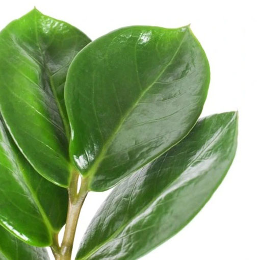 Zamia, Zamia furfuracea