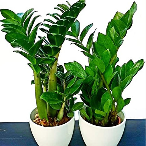 Zamia, Zamia furfuracea