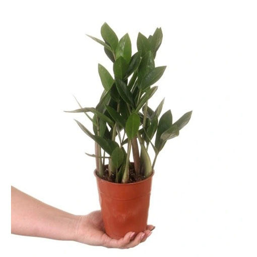 Zamia, Zamia furfuracea