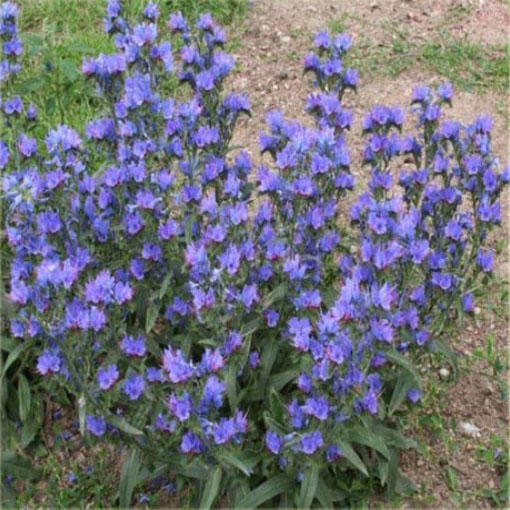 Żmijowiec Hiszpania, Echium fastuosum