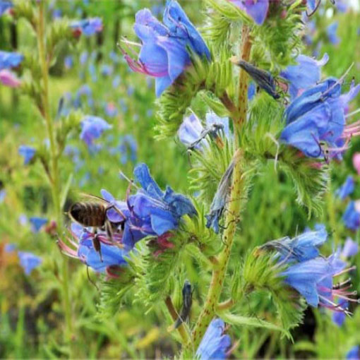 Żmijowiec Hiszpania, Echium fastuosum
