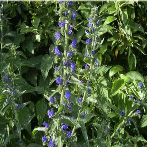 Żmijowiec Hiszpania, Echium fastuosum