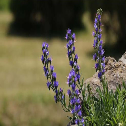 Żmijowiec Hiszpania, Echium fastuosum