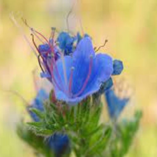 Żmijowiec Hiszpania, Echium fastuosum