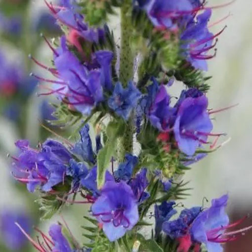 Żmijowiec Hiszpania, Echium fastuosum