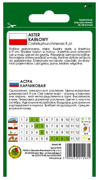 Aster karłowy Turkus - nasiona kwiatów