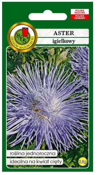 Aster igiełkowy Warszawskie Lila ma sztywne, proste pędy zakończone pełnymi kwiatami z płatkami skręconymi w długie igły.