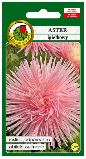Aster igiełkowy różowy ma sztywne, proste pędy zakończone pełnymi kwiatami z płatkami skręconymi w długie igły
