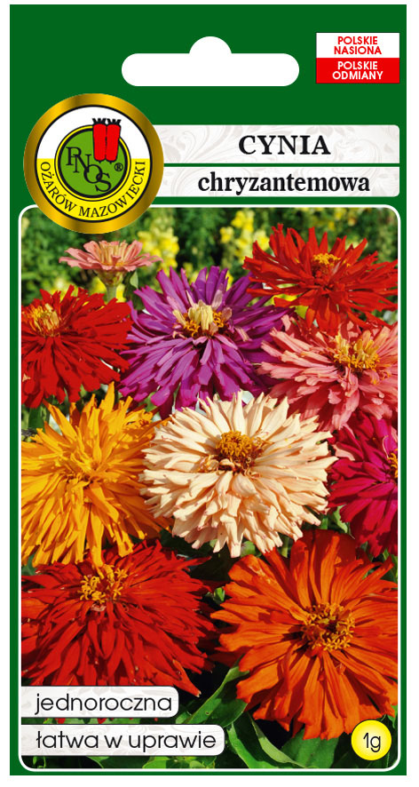 Cynia chryzantemowa Glamour Girls mieszana to roślina o okazałych kwiatach typu chryzantemowego (płatki skręcone w igły), w szerokiej gamie barw.