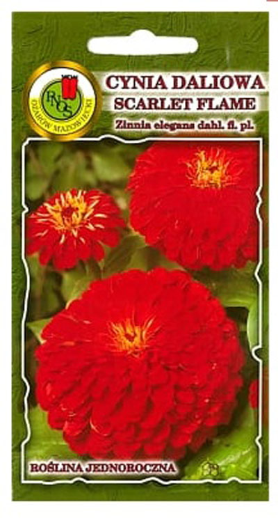 Cynia Scarlet Flame to roślina jednoroczna o dużych, pełnych, czerwonych kwiatach typu daliowego. Średnica kwiatu 10-12cm.