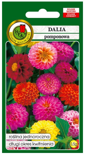 Dalia pojedyncza Mignon to roślina o wzniesionych łodygach i pełnych kulistych kwiatach w bogatej gamie barw.