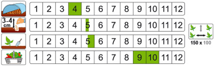 Dynia olbrzymia Justynka to rośliny pół krzaczaste, średnio rozgałęzione. Owoce eliptyczne, lekko bruzdowane o masie 3-3,5kg i ciemnopomarańczowej z różowymi smugami na skórce.