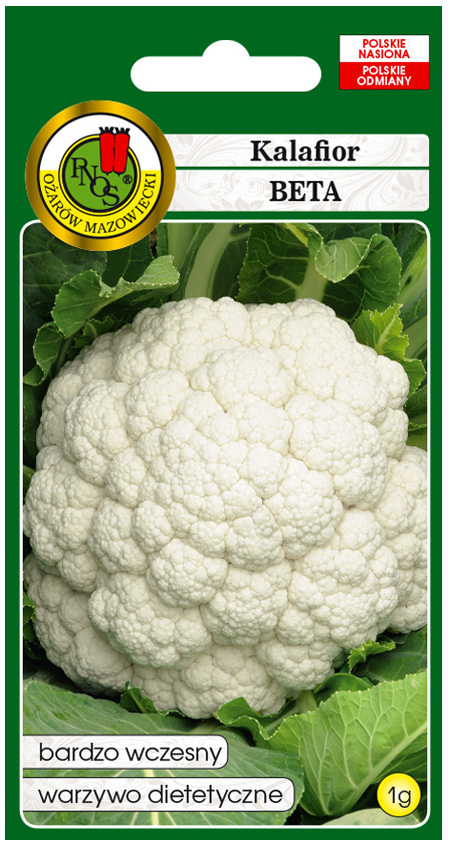 Kalafior Beta to odmiana wczesna