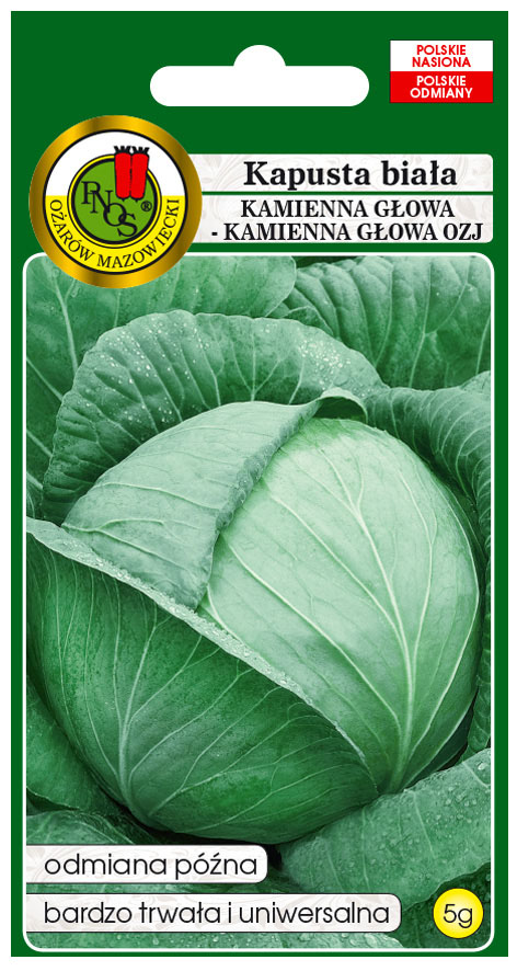Kapusta głowiasta biała Kamien Głowa to odmiana późna.