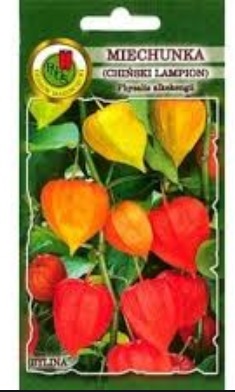 Miechunka Chiński lampion to roślina posiada piękne kwiatostany, które mają kształt lampionów.