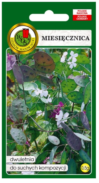 Miesięcznica miesiącznica to dwuletnia roślina, której ozdobą są duże, eliptyczne, srebrzyste przegrody łuszczyn nasiennych.