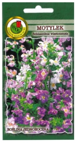 Motylek schizantus to roślina o wzniesionych, silnie rozgałęzionych łodygach i pierzastodzielnych, drobno wcinanych liściach.