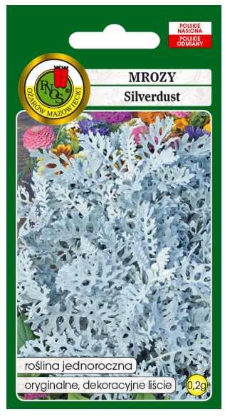 Mrozy starzec Silverdust to roślina o srebrzystych, filcowato owłosionych łodygach i silnie powcinanych liściach.