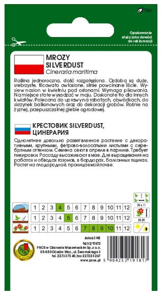 Mrozy starzec Silverdust - nasiona kwiatów