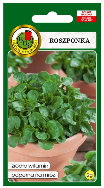 Roszponka roszpunka to niewielka roślina, której częścią jadalną są drobne liście tworzące rozetę.