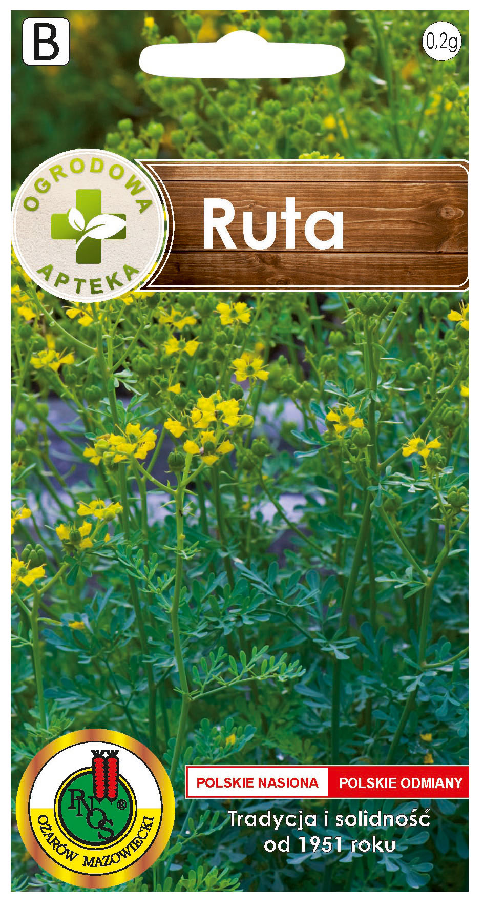 Ruta to roślina wieloletnia, zazwyczaj pojedyncza, o wysokości do 1m.