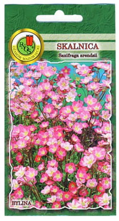 kalnica różowa to roślina wieloletnia-bylina. Mała roślina, wysokości 10-20 cm, z miękkimi, podobnymi do mchu liśćmi skupionymi w małą rozetkę.