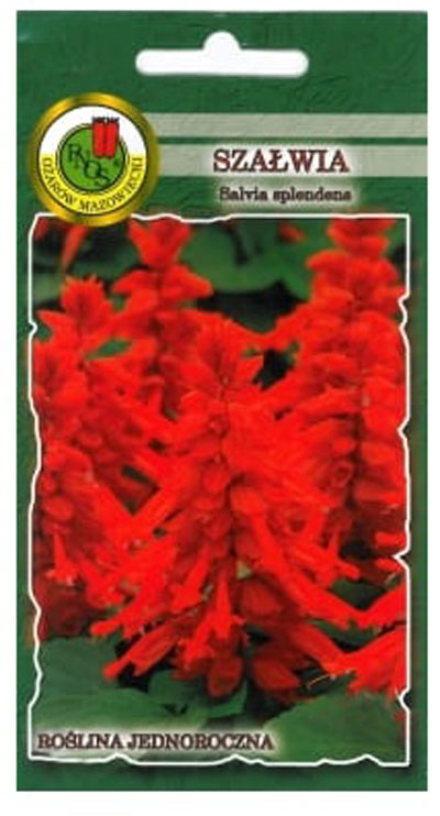 Szałwia błyszcząca czerwona jest rośliną jednoroczną o słabo rozgałęzionej, wzniesionej łodydze i lancetowatych drobnych liściach.