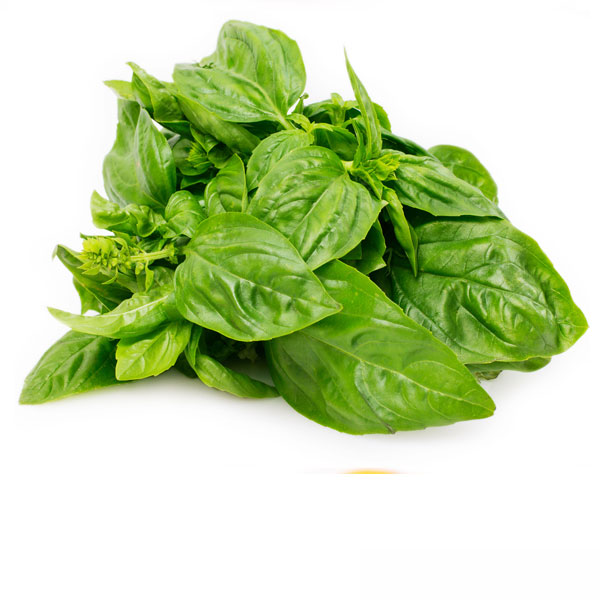 Szczaw jest wrażliwy na brak wody, zwłaszcza w okresie silnego przyrostu liści.