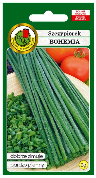 Szczypiorek Bohemia to roślina wieloletnia, dobrze zimująca w gruncie bez przykrywania.