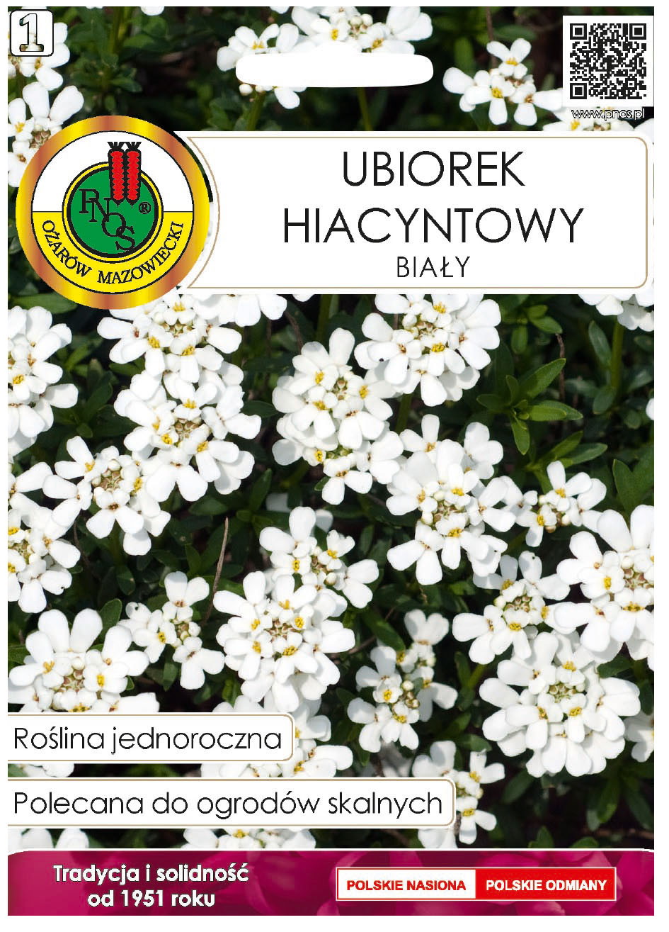 Ubiorek hiacyntowy biały to roślina o drobnych kwiatach zebranych w długie zbite kwiatostany.
