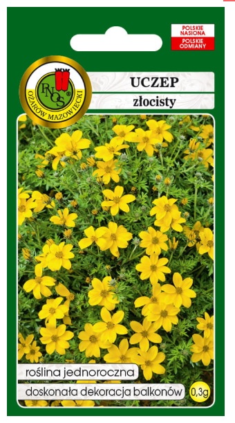 Uczep żółty to roślina dość łatwa w uprawie. Ze względu na małą odporność na mrozy u nas uprawia się ją jako jednoroczną.