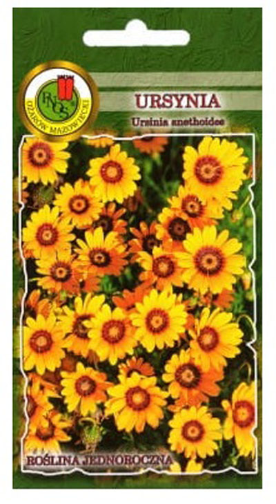 Ursynia pomarańczowa to kwiaty intensywnie pomarańczowe osadzone pojedynczo na wierzchołkach pędów. Rośnie na każdej, lekkiej, przepuszczalnej, dostatecznie wilgotnej glebie ogrodowej.