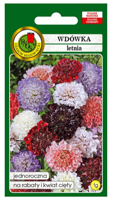 Wdówka drakiew letnia to roślina o wzniesionych, rozgałęzionych, lekko owłosionych łodygach i lancetowatych ząbkowanych liściach.