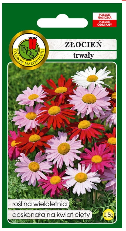 Złocień trwały Robinson to okazała bylina o prostych nierozgałęzionych łodygach i pierzastych, ząbkowanych liściach. Koszyczki kwiatowe duże, pojedyncze, osadzone na wierzchołkach pędów.