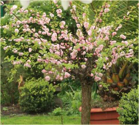 Migdałowiec trójklapowy na paliku Prunus triloba