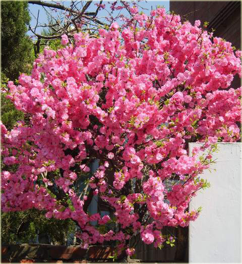 Migdałowiec trójklapowy na paliku Prunus triloba