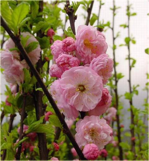 Migdałowiec trójklapowy na paliku Prunus triloba