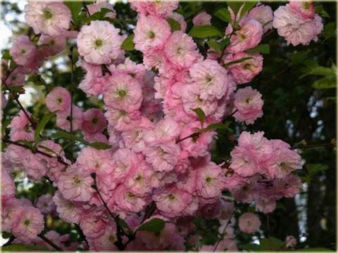 Migdałowiec trójklapowy na paliku Prunus triloba