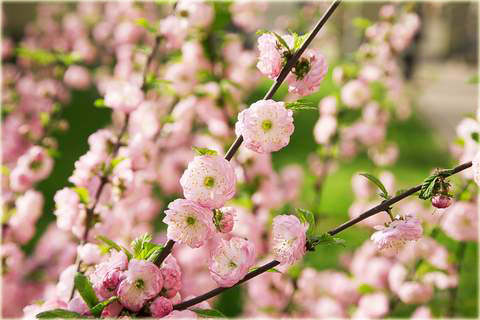 Migdałowiec trójklapowy na paliku Prunus triloba