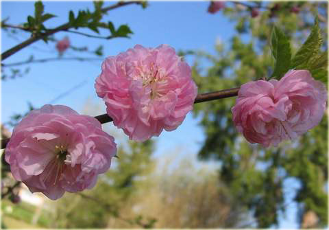 Migdałowiec trójklapowy na paliku Prunus triloba