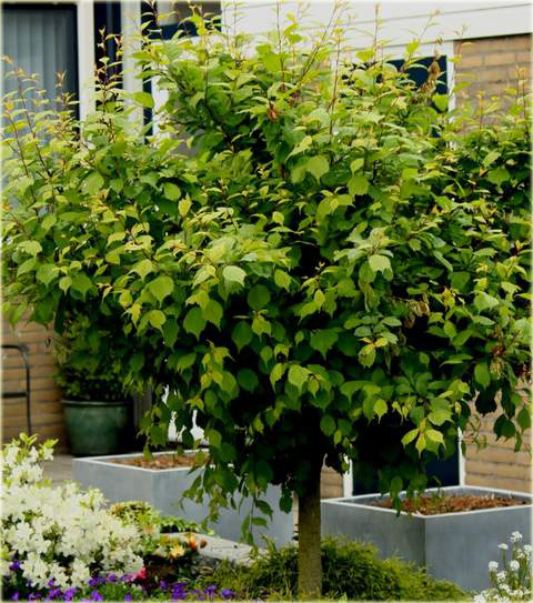 Migdałowiec trójklapowy na paliku Prunus triloba