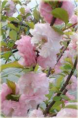 Migdałowiec trójklapowy na paliku Prunus triloba