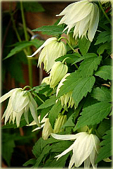Powojnik Albina Plena Clematis Albina Plena