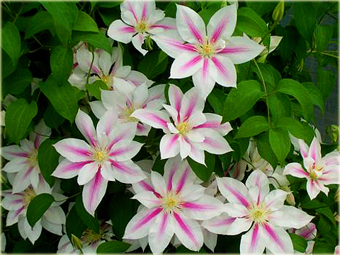 Powojnik Andromeda Clematis Andromeda