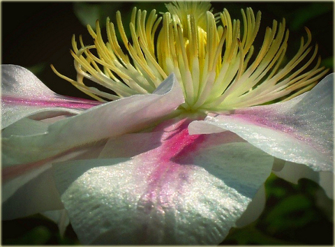 Powojnik Andromeda Clematis Andromeda