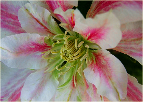 Powojnik Andromeda Clematis Andromeda