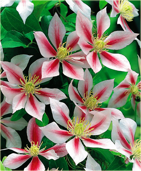 Powojnik Andromeda Clematis Andromeda